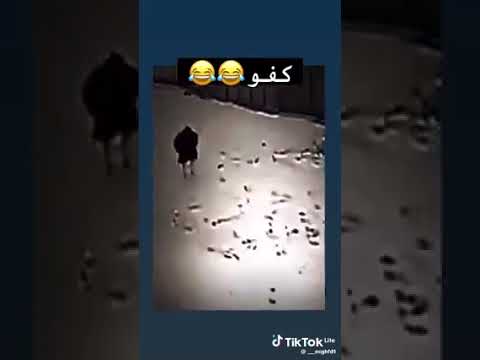 ٢٩ أيار ٢٠٢٤