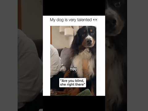 Dogs being idiots part 153 🤣🐕 #funnydog #funnypet #cutedog #dog #pets #shorts