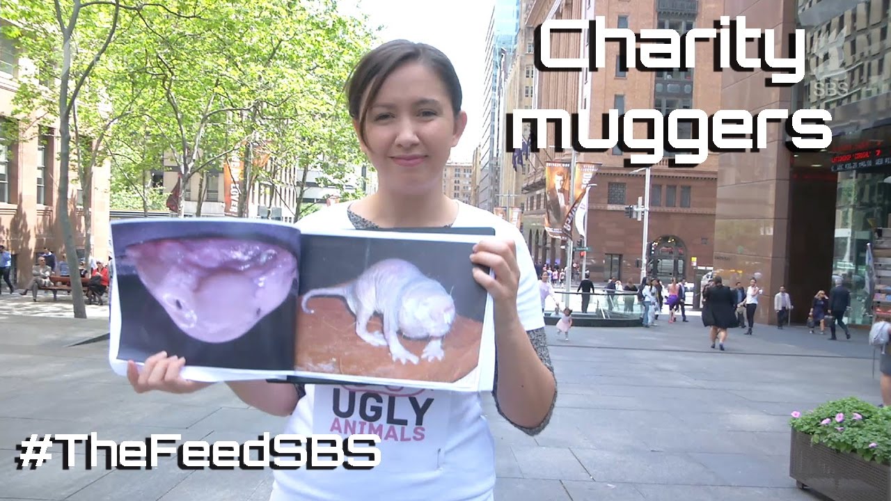 the feed contains test content Charity muggers - The Feed