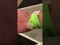 Wristband removal tutorial. 🤣 30+ years of experience.