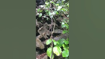 Hành trình bắt ốc đá