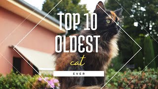 The Top 10 Oldest Cats Ever! (Shocking)