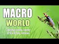 Красота природы. МАКРО МИР (3) Relaxing music. Лето. Лес. Macro video nature. Slowmo, релакс музыка