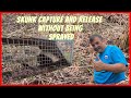 SKUNK CAPTURE AND RELEASE without being sprayed