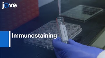 Immunostaining of Biocytin-filled for Neurochemical Markers | Protocol Preview