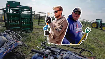 Tag Team Cattle Roundup