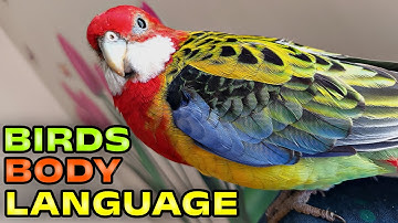 Everything About Parrots Body Language!