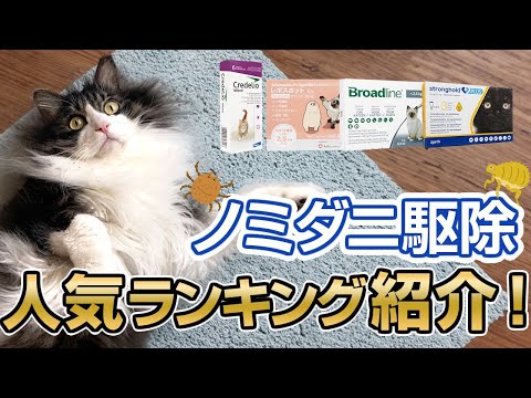 犬と猫のダニ予防薬の違いとは？正しい選び方を獣医師が解説