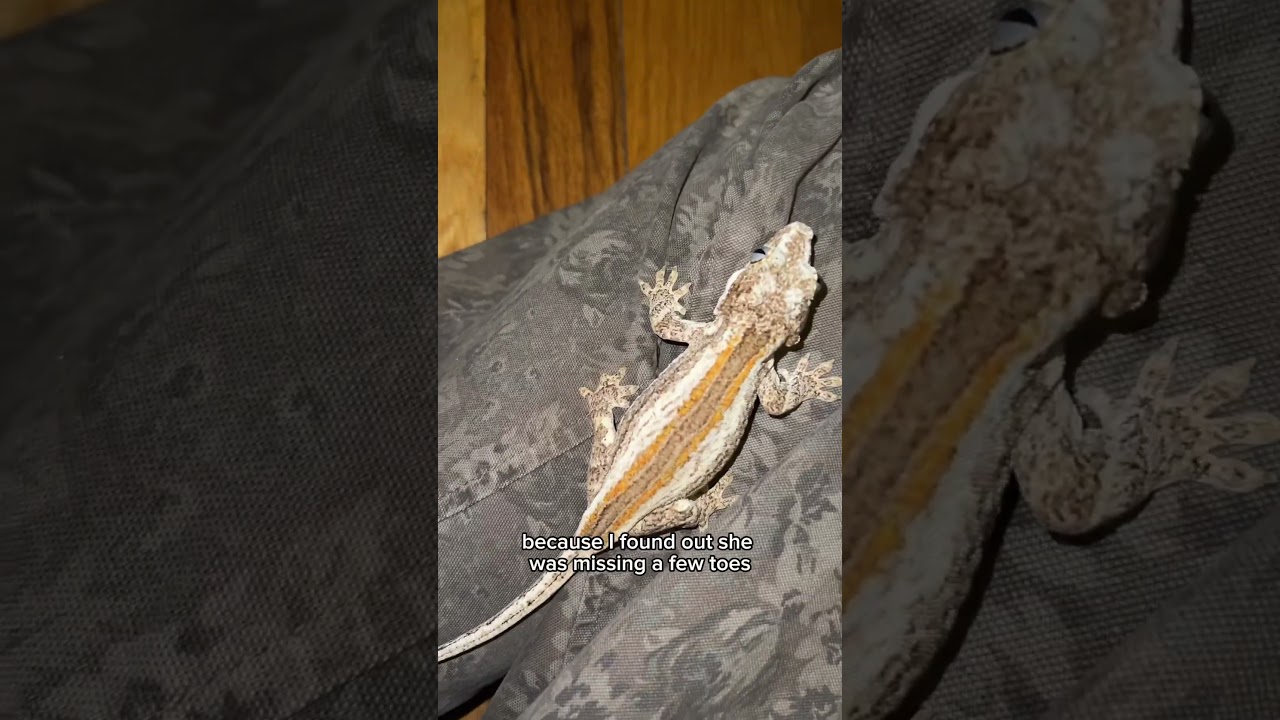 The price of all my geckos