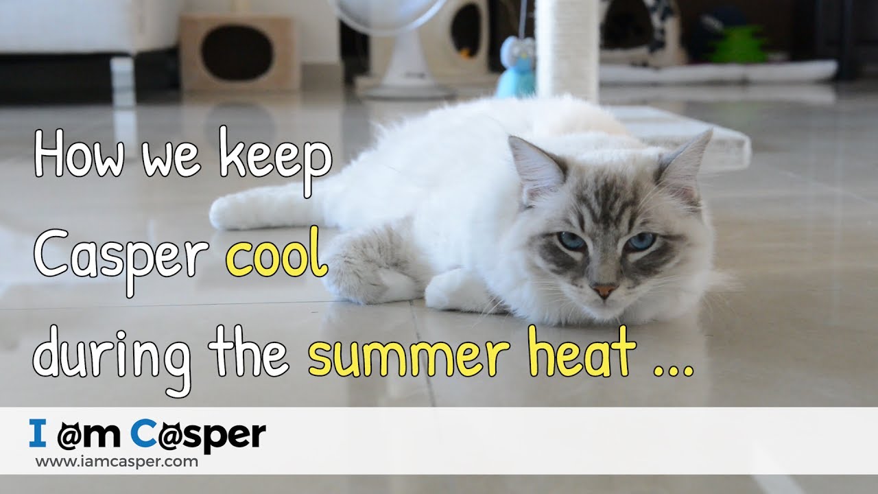 cats and summer heat