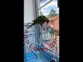 Aiko the Dancing Parrot