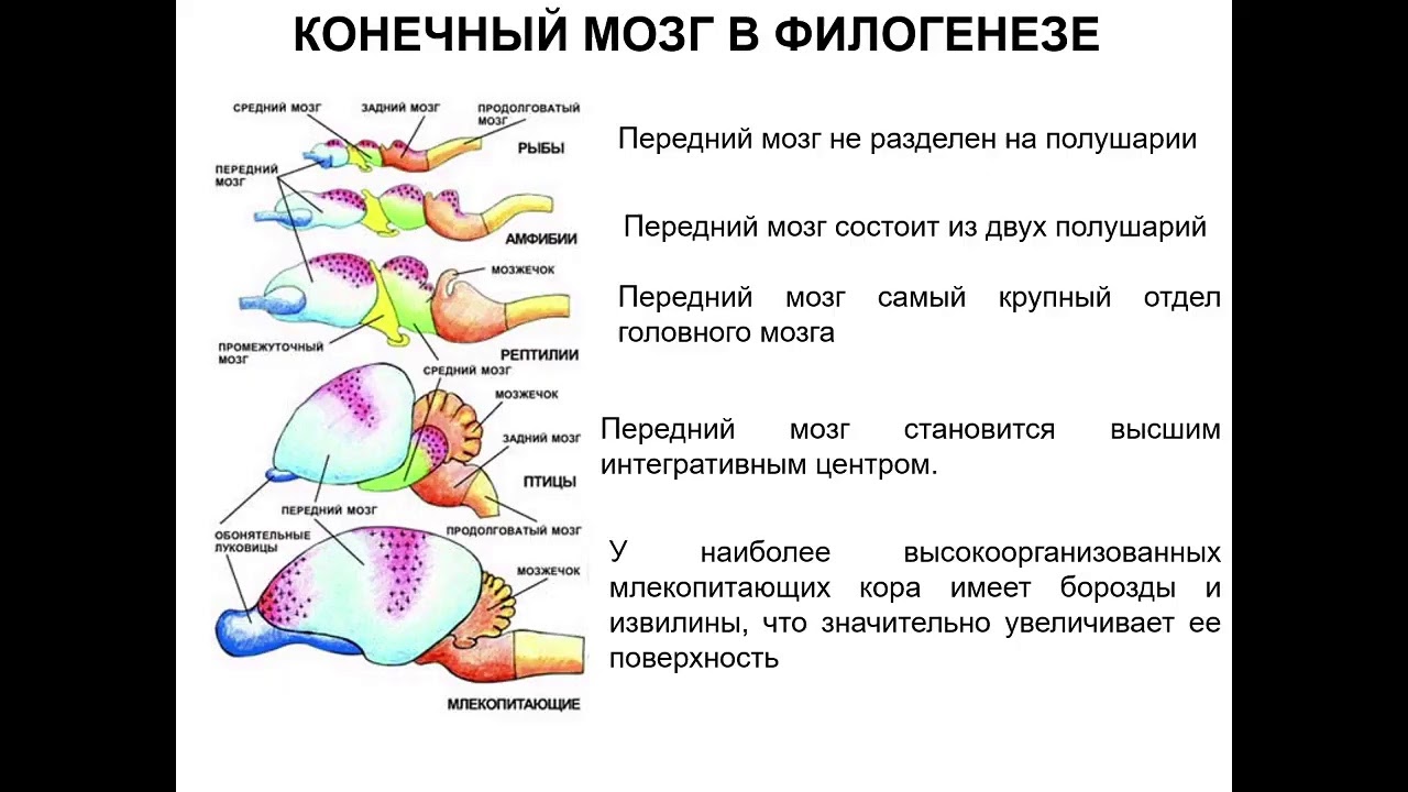 Эволюция головного мозга рыб. Эволюция коры головного мозга позвоночных. Филогенез головного мозга позвоночных таблица. Развитие коры головного мозга в филогенезе. Корковые концы анализаторов головного мозга.