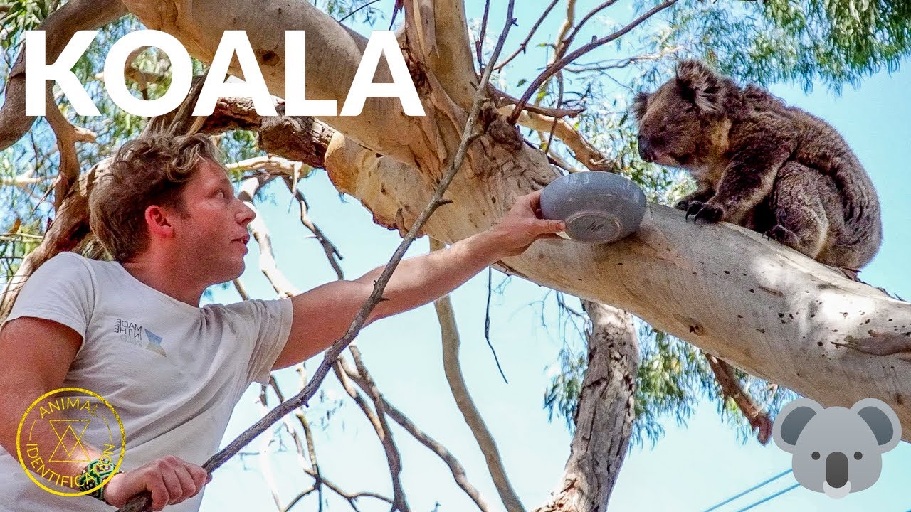 Spotlight on the Koala - Wilderness Australia