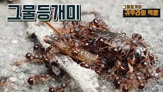 그물등개미[Pristomyrmex punctatus][개미][개미사육][개미키우기]