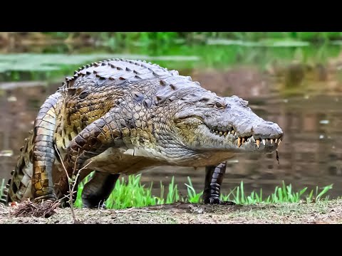 فيديو: هل توجد تمساح في بحيرة يوفاولا ألاباما؟