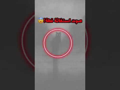 صوت القطه قبل ان تموت