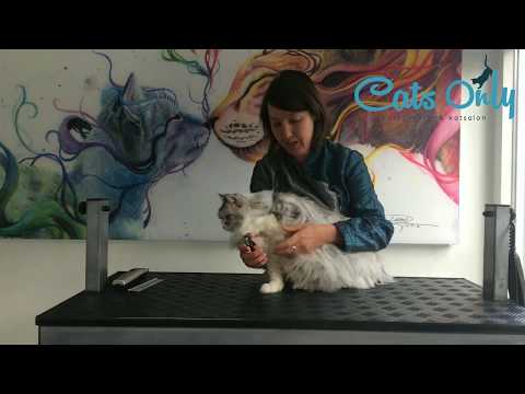 Video: Klauw- En Nagelaandoeningen Bij Katten