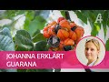 Apothekergall  johanna erklrt guarana