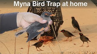DIY Myna Bird Trap homemade | how to trap myna at home | Myna Trapping easy