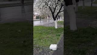 Снег в апреле# нежданчик#travel #природныепейзажи #природныепейзажи #nature #cover