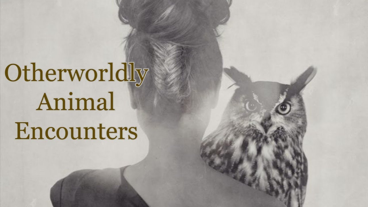 Встречи с потусторонними животными