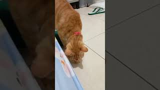 Apa ini jadi penasaran aku lembek2 gimana gitu #funny cat #funnyanimal