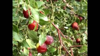 Chung's jujube farm (100% Organic)