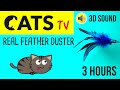 Cats tv  real feather duster toy   3 hours game for cat to watch