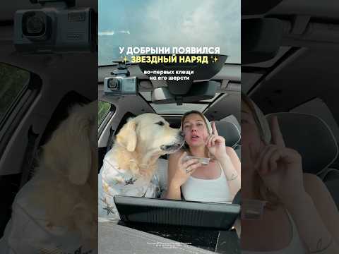 Добрыня - звездный парень ✨ WB #237727026 #собака #ретривер #одеждадлясобак #собачники #юмор
