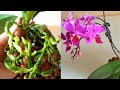СУПЕР СПОСОБ нарастить корни Орхидеи. Пересадка цветущей Орхидеи Фаленопсис