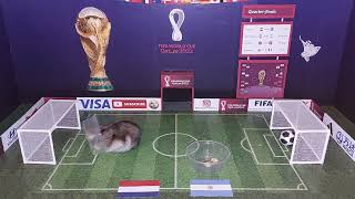 Netherlands vs Argentina ⚽️ Will Messi get closer to the title? Animal football prediction 🐹 WC 2022 by Have you seen my hamsters? 1,438 views 1 year ago 28 seconds
