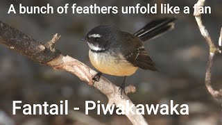 Fantail -Piwakawaka, It Has A Bunch Of Long Feathers At The Tail, And The Feathers Unfold Like A Fan