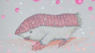 pink fairy armadillo 🩷