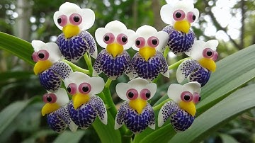 The Most Bizarre and Beautiful Flowers You’ve Never Seen Before!