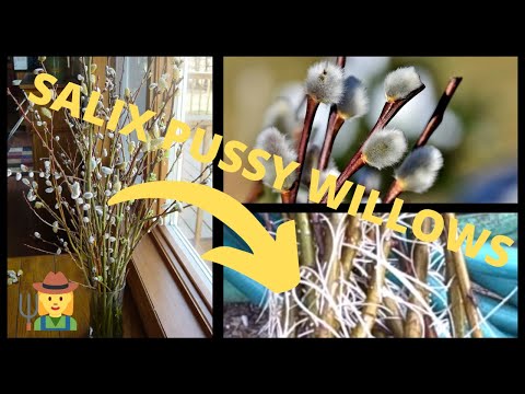 How to Root Rooting Planting in Pots Salix Pussy Willow Tree Branches