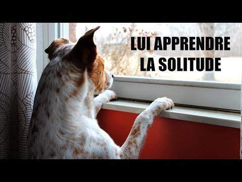 Vidéo: 10 animaux qui font les vacances mieux que vous