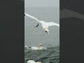 Gannet Catches Fish Underwater