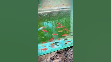 Colourfull fish 😍 Danios❤️ #zebradanios #danio #fish #glowfish #glowtetra #reels #viral #shorts