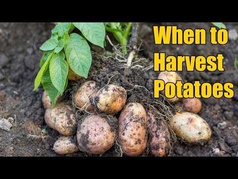 Potato Harvest II When to Harvest Potatoes II How potatoes are harvested  ഉരുളക്കിഴങ്ങു  വിളവെടുപ്പ്