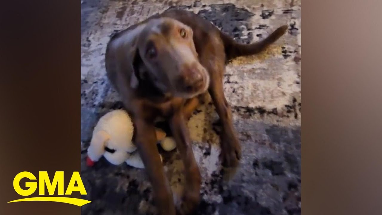 Previously paralyzed dog realizes he can walk again - YouTube