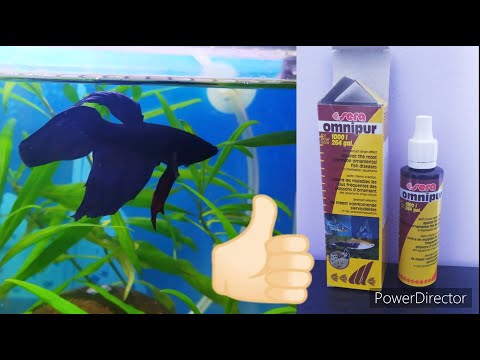 A Betta's (Blue) healing with Sera Omnipur treatment