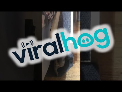 Adorable Puppy has her Own Bed Ramp || ViralHog