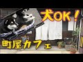 犬OK!!︎美味しいランチの町屋カフェ【黒柴小梅✖️チワシーズー杏子】