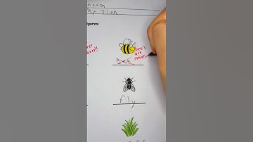 Is this a bee or a wasp? 🐝 #shorts