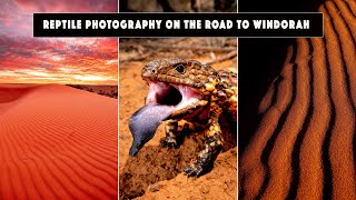 Reptile Photography On The Road To Windorah