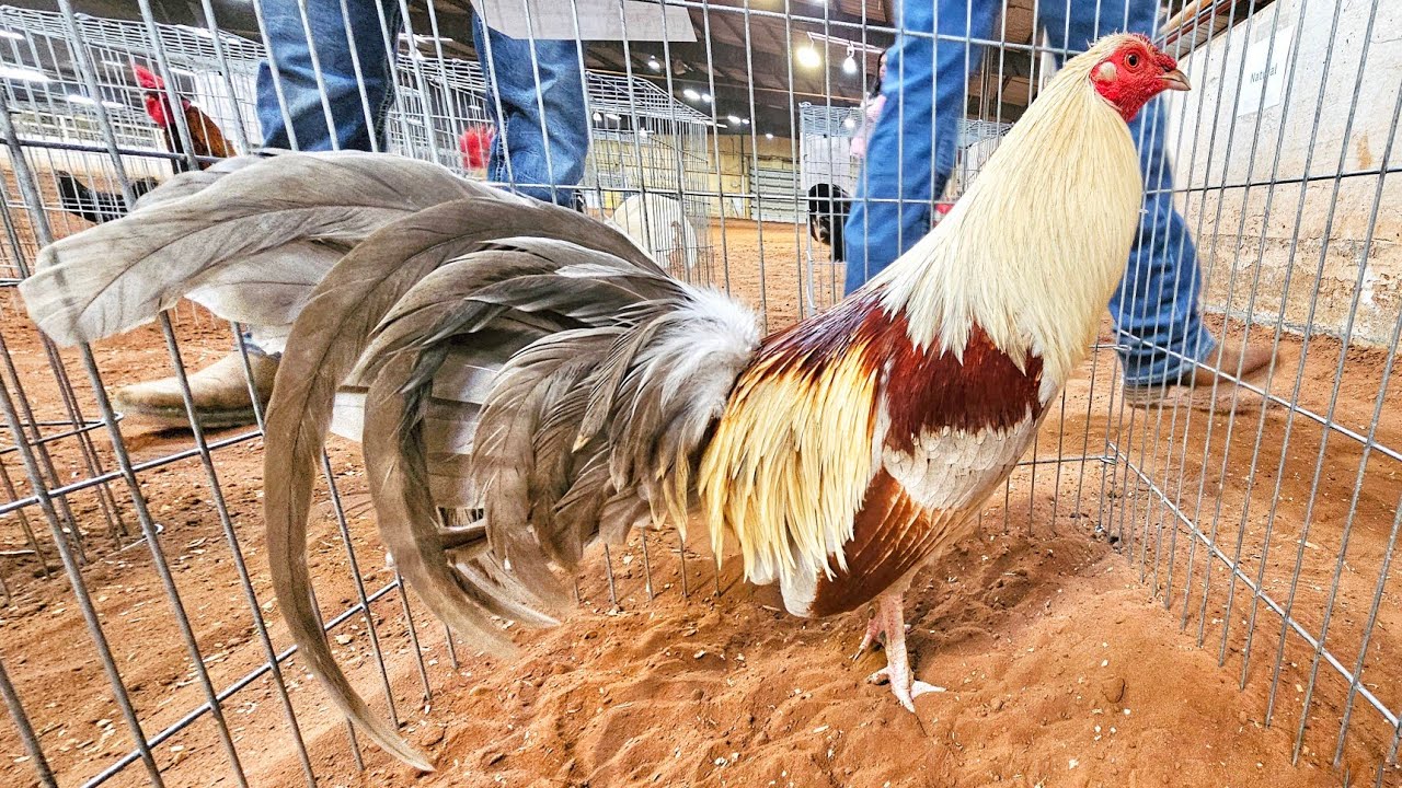 Expo Rooster en Purcell, Oklahoma! Ep.16