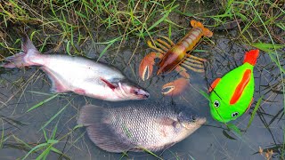 WoW Finding Big Gurame Fish, Catfish, Freshwater fish, Sea animal toys, Shark - Part229