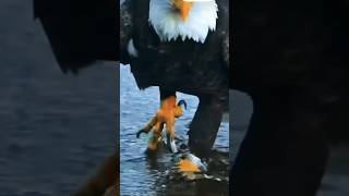 கழுகு வேட்டை #shorts #kalugu #view #paravai #கழுகு #temple #eagle #newvideo #vairal #2023 #youtube