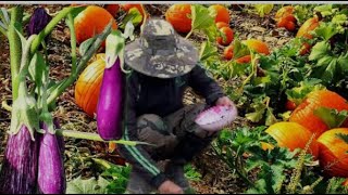 How to sow pumpkin, eggplant and spinach from seeds.EP.15