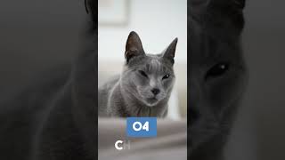 5 Cute Behaviors Of A Russian Blue Cat #shorts #russianbluecats #russianblue #cute #kitten #cats